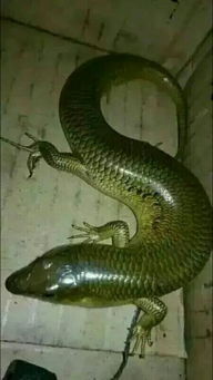 新门内部最准确更新时间，蛇、牛、狗、龙，及2025年新门正版免费本,创新分析、专家解读解释与落实-留心欺诈的手段