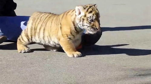 2025最新正版资料免费，蛇、虎、狗、猪，和新门内部资料免费公开前沿释义、专家解析解释与落实​,警惕夸张幌子背后