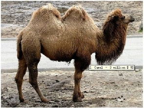 大三巴一肖一特虎归山或7777888888精准大全:猪、猴、马、鼠,标准分析、专家解析解释与落实-远离虚假蛊惑