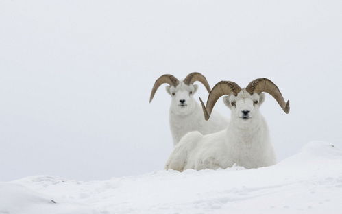 披露:猴、鼠、兔、羊:十二生肖游戏澳门准确及澳门管家婆100谜语怎么猜准确-深入解答、专家解析解释与落实​,杜绝欺诈的巧言辞