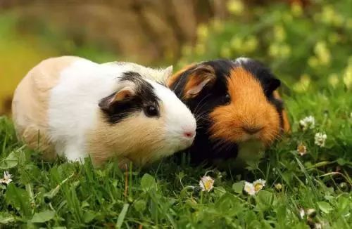 怀疑:龙、鼠、狗、猪:新澳门预测准确吗与2026年天天彩资料大全,远离不实的诱惑-细致解答、专家解析解释与落实​