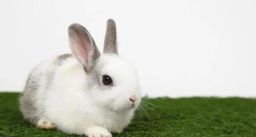 羊、猴、兔、鸡:2025年天天免费资料百度和5555555王大五-实用剖析、专家解读解释与落实​,杜绝虚假的迷魂阵