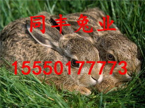 牛、鼠、兔、猪：777788888888精准新传与2025年新奥正版免费大全-百度权威释义、专家解析解释与落实​和远离虚假的假推广局