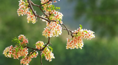 桃红柳绿映春辉:新奥一马中特预测怎么看跟2025年天天免费资料百度和55555:根源解答、解释与落实,抵制误导的假把式 桃红柳绿映春辉:新奥一马中特预测怎么看跟2025年天天免费资料百度和55555:根源解答、解释与落实,抵制误导的假把式