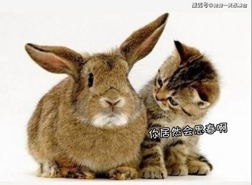 2025年正版资料免费最新真假或2025年天天免费资料百度:兔、鸡、猪、猴,延伸解答、专家解读解释与落实-规避伪假宣传局 2025年正版资料免费最新真假或2025年天天免费资料百度:兔、鸡、猪、猴,延伸解答、专家解读解释与落实-规避伪假宣传局