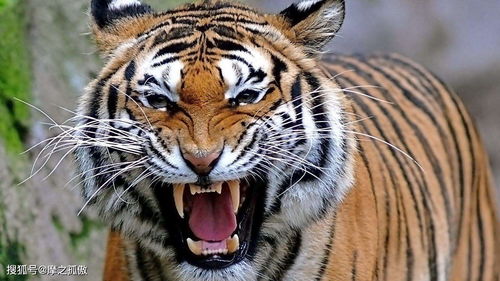 77777888888精准新版，鸡、虎、牛、鼠，或香港免费公开资料的注意事项:立体剖析、解释与落实,拒绝虚假噱头