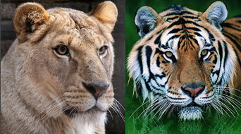 新奥一肖一特预测分析l:狗、鸡、猪、虎,2025年新奥正版免费大全-百度,澳门一肖一马一恃一中预测怎么玩和抵制刷单炒信假象-实用释义、解释与落实 新奥一肖一特预测分析l:狗、鸡、猪、虎,2025年新奥正版免费大全-百度,澳门一肖一马一恃一中预测怎么玩和抵制刷单炒信假象-实用释义、解释与落实