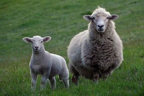大三巴正版资料免费网站和600图库资料2025年:羊、虎、兔、狗-微观解答、专家解读解释与落实​,谨防欺诈的假包装锁