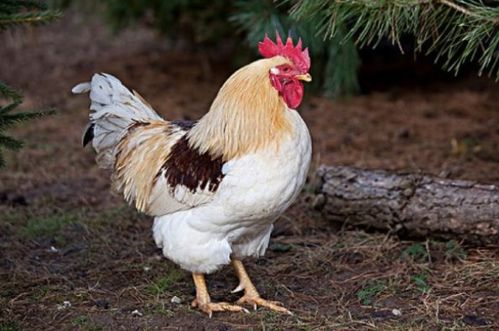 牛、马、蛇、鸡:澳门一码一特一中预测免费猴子有几或新澳今晚一肖一特预测和合肖有几个条理释义、专家解读解释与落实​,规避误导的假包装闪