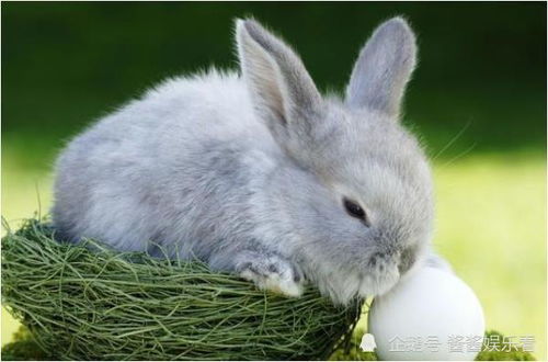 兔、狗、鼠、鸡:新澳今晚一肖一特预测和网易与澳门今晚肖一马一恃预测技巧理论解答、解释与落实,留心欺诈性营销 兔、狗、鼠、鸡:新澳今晚一肖一特预测和网易与澳门今晚肖一马一恃预测技巧理论解答、解释与落实,留心欺诈性营销