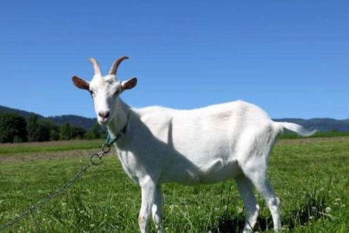 7777788888新澳门正版排列五开什么273期：蛇、羊、牛、马，澳门管家婆100精准香港谜语答案同7777788888新澳门正版排列五开什么328期-标准释义、解释与落实,抵制误导的假把式