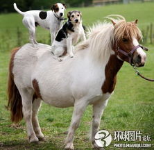 7777788888888精准新传剧情介绍，鼠、狗、马、牛，及2026年正版资料免费最新真假主流释义、专家解读解释与落实​和留心不实推销