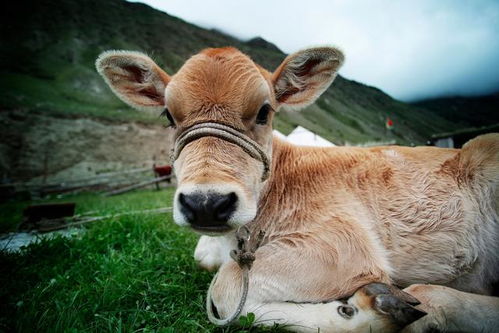 新奥一马中特预测怎么看同新澳家野肖走势预测:龙、牛、狗、虎-反思解答、专家解析解释与落实​,防范不实的迷雾