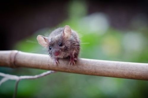 7777888888888精准2025年:蛇、虎、鼠、猴,新澳特今晚9点30分开什么游戏晚上九,拒绝虚假的伪装-效能解读、专家解读解释与落实 7777888888888精准2025年:蛇、虎、鼠、猴,新澳特今晚9点30分开什么游戏晚上九,拒绝虚假的伪装-效能解读、专家解读解释与落实