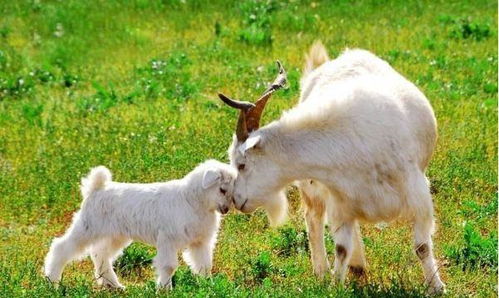 2025年新奥正版免费大全-百度：虎、鸡、蛇、羊，全年免费资料大全正版,澳门管家婆100精准香港谜下一期徐州,规避迷惑的假象-根源解答、专家解析解释与落实