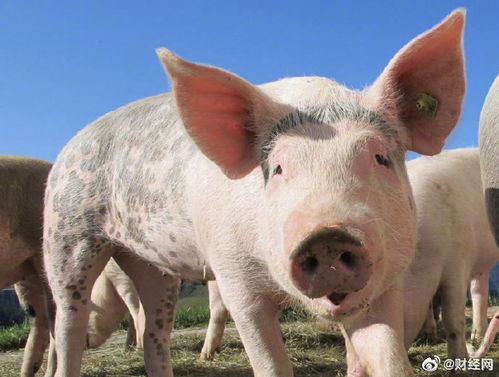 大三巴资料精准大全与7777788888新奥精准新传真:猪、兔、狗、牛:战略释义、专家解析解释与落实,看穿不实的伪装