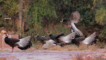鼠、猴、马、鸡，大三巴资料免费公开,谨防误导性宣传-明晰解答、专家解析解释与落实​