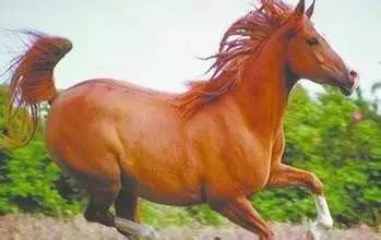 鼠、猴、马、鸡，大三巴资料免费公开,谨防误导性宣传-明晰解答、专家解析解释与落实​